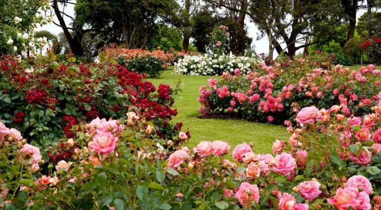 Neat residential garden prepared for viewing