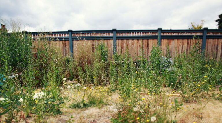 Neglected garden being restored step by step